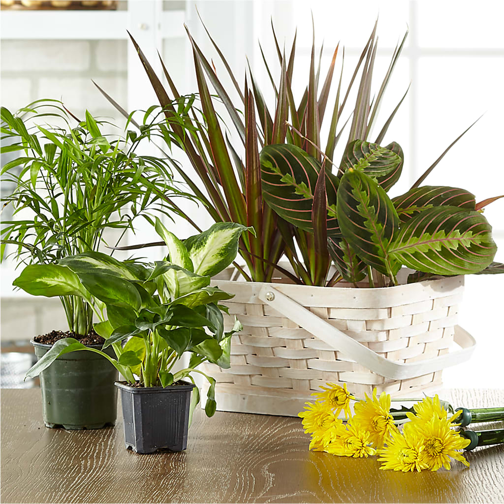 Florist Designed Blooming and Green Plants in a Basket – Rosemary Flower Shop Inc, Wappingers Falls NY