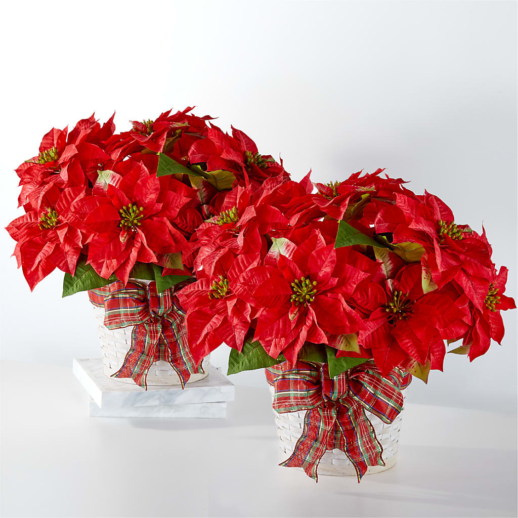 Happiest Holidays Poinsettia Bundle – Rosemary Flower Shop Inc, Wappingers Falls NY