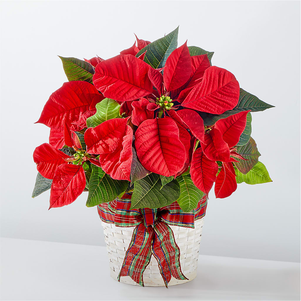 Happiest Holidays Poinsettia – Rosemary Flower Shop Inc, Wappingers Falls NY