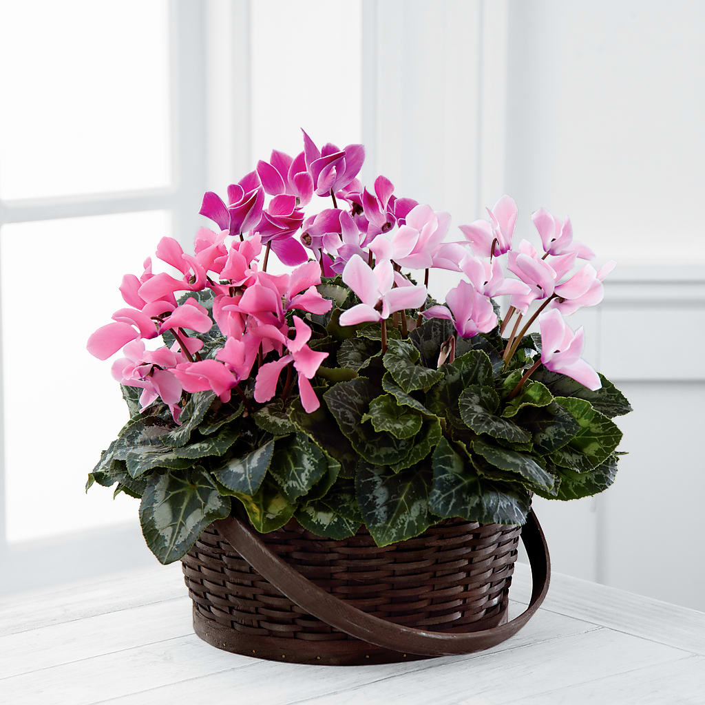 Mixed Cyclamen Planter – Rosemary Flower Shop Inc, Wappingers Falls NY
