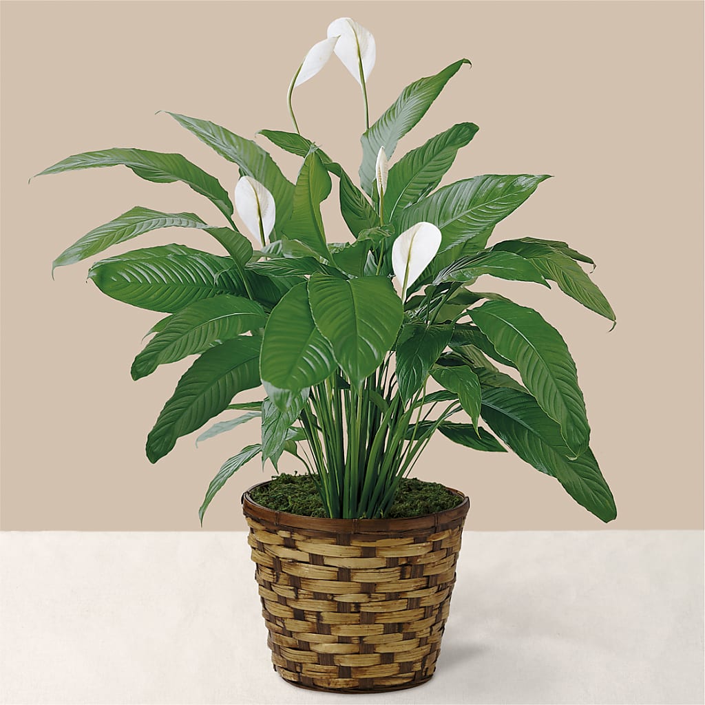 Tranquil Moments Peace Lily Plant – Rosemary Flower Shop Inc, Wappingers Falls NY