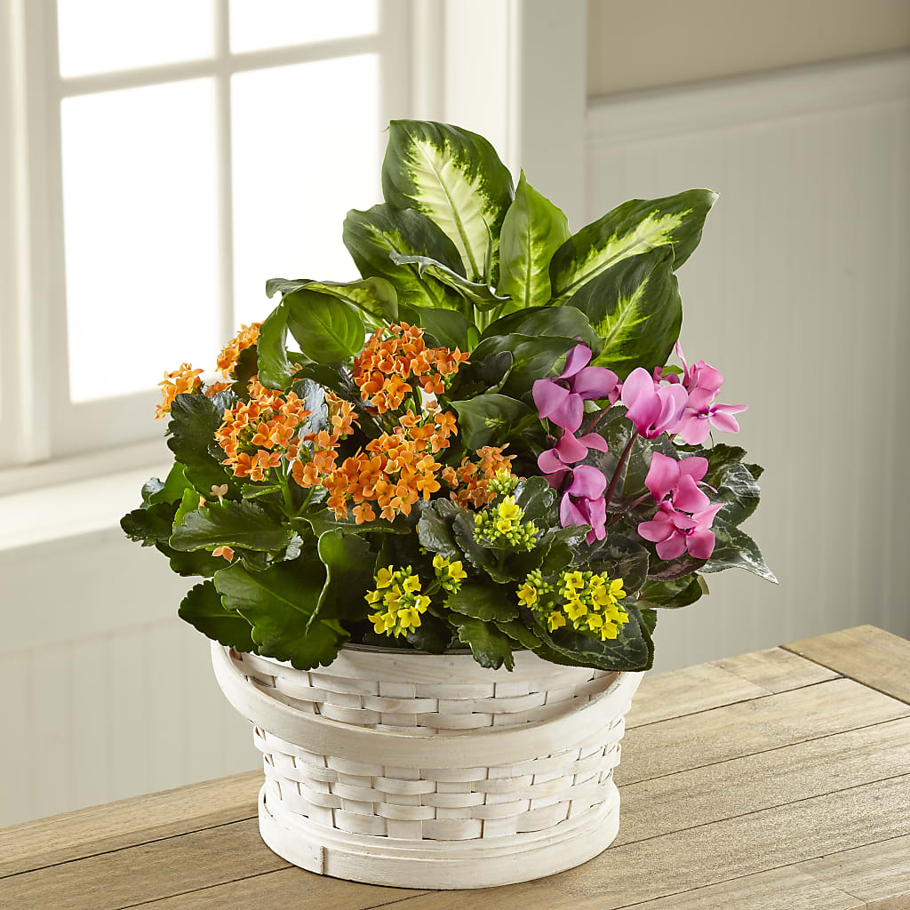 Color Crush Dishgarden – Rosemary Flower Shop Inc, Wappingers Falls NY