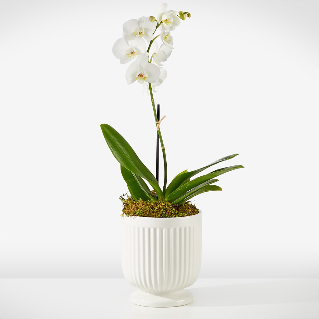 Whispering White Orchid – Rosemary Flower Shop Inc, Wappingers Falls NY