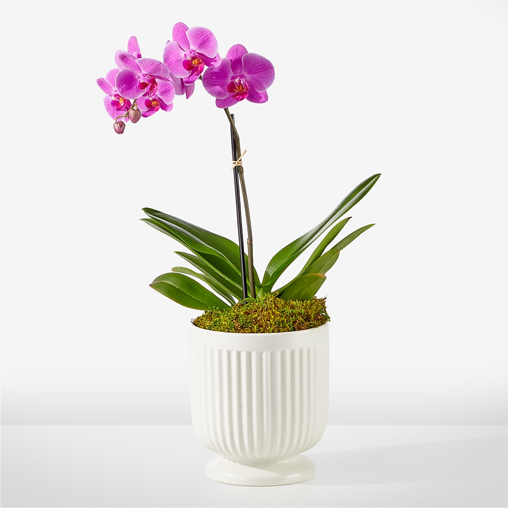 Friendly Fuchsia Orchid – Rosemary Flower Shop Inc, Wappingers Falls NY