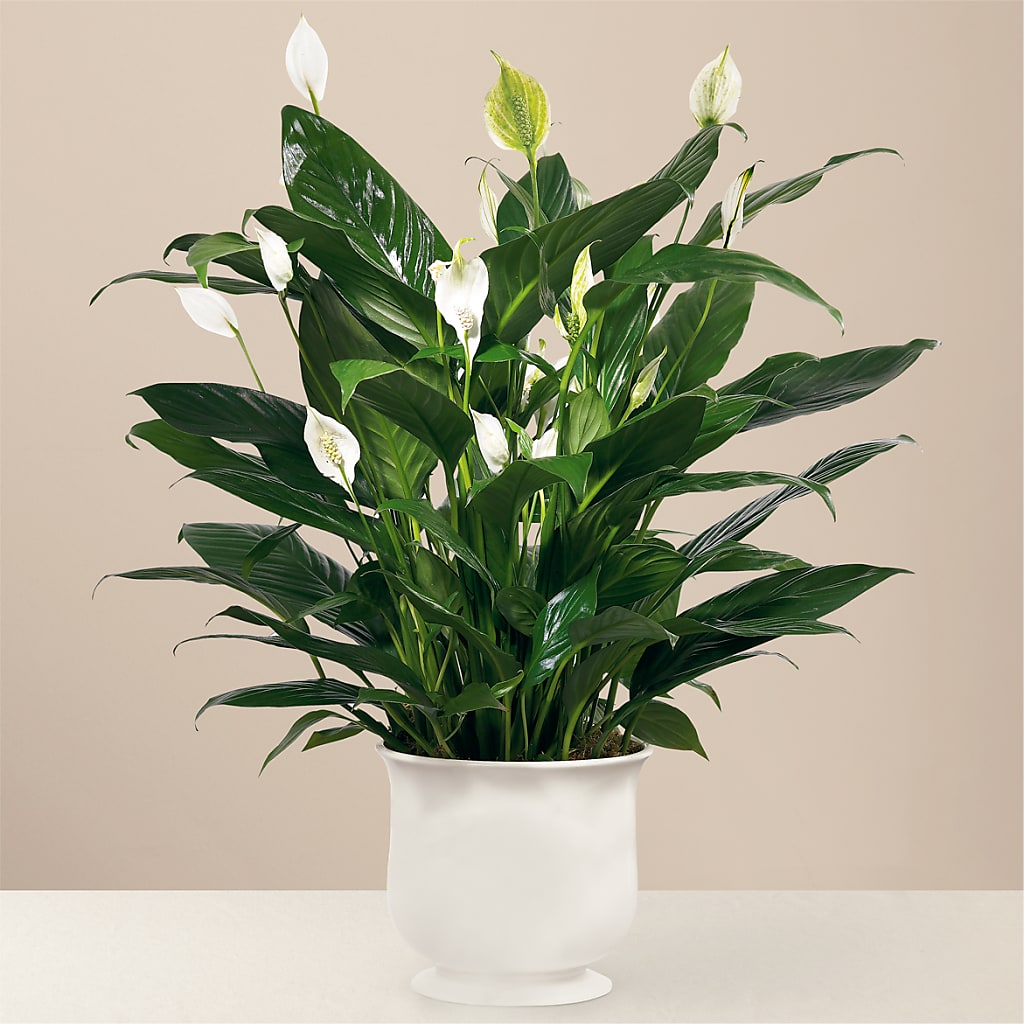 Comfort Planter – Rosemary Flower Shop Inc, Wappingers Falls NY