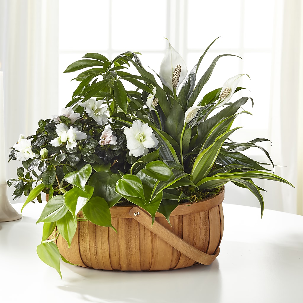Serene Dishgarden – Rosemary Flower Shop Inc, Wappingers Falls NY