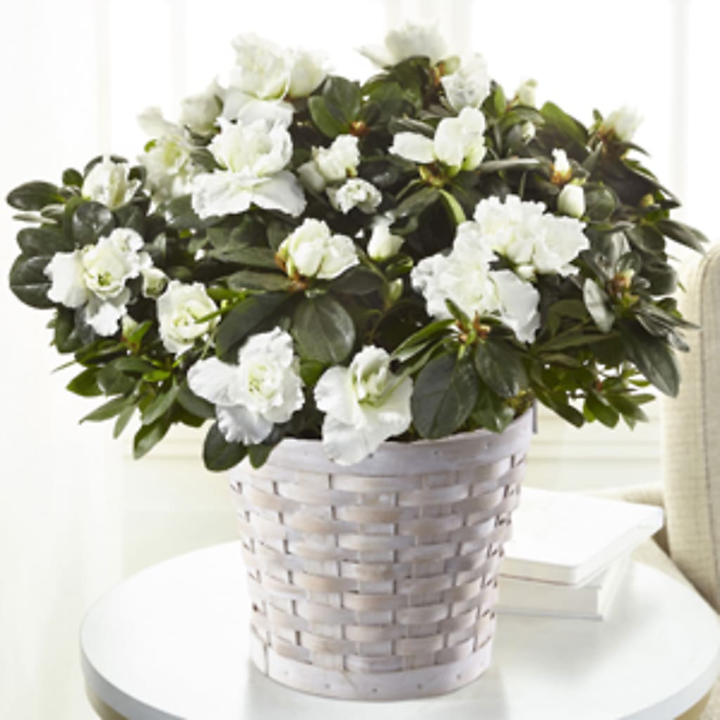 White Azalea Plant – Rosemary Flower Shop Inc, Wappingers Falls NY