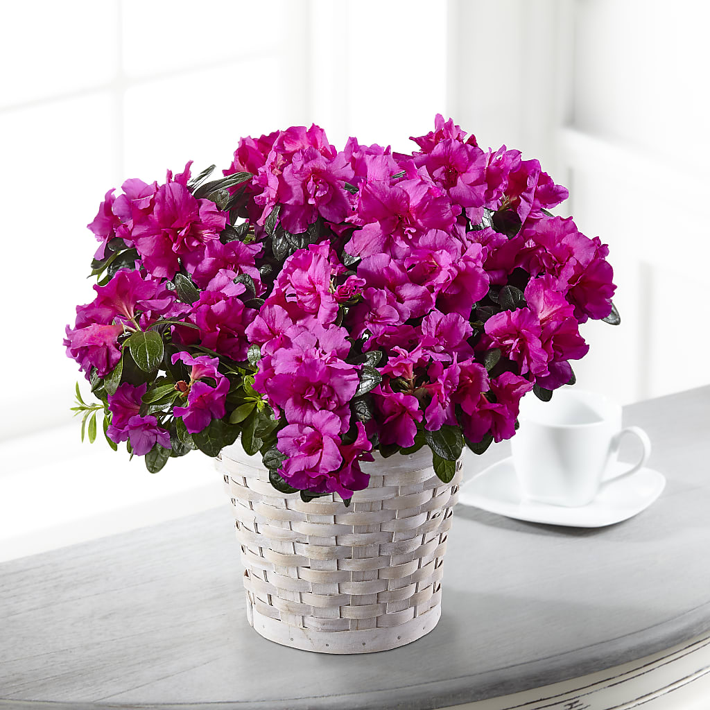 Hope & Serenity Azalea Plant – Rosemary Flower Shop Inc, Wappingers Falls NY
