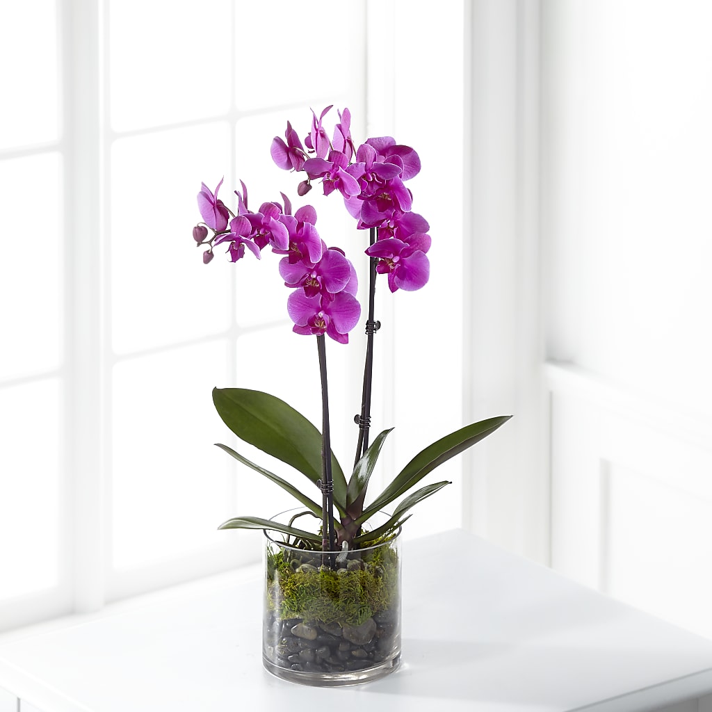 Pink Orchid Plant – Rosemary Flower Shop Inc, Wappingers Falls NY