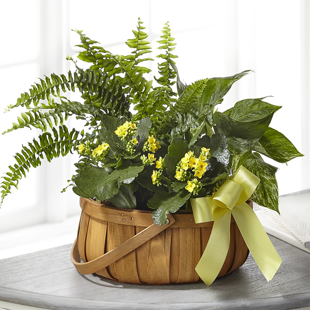 Always Dear Dishgarden – Rosemary Flower Shop Inc, Wappingers Falls NY