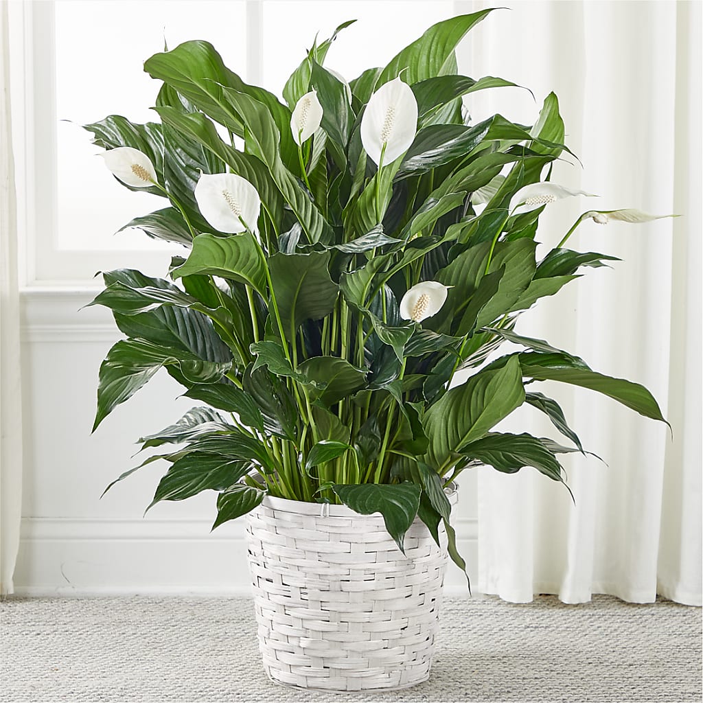 A New Leaf Peace Lily – Rosemary Flower Shop Inc, Wappingers Falls NY