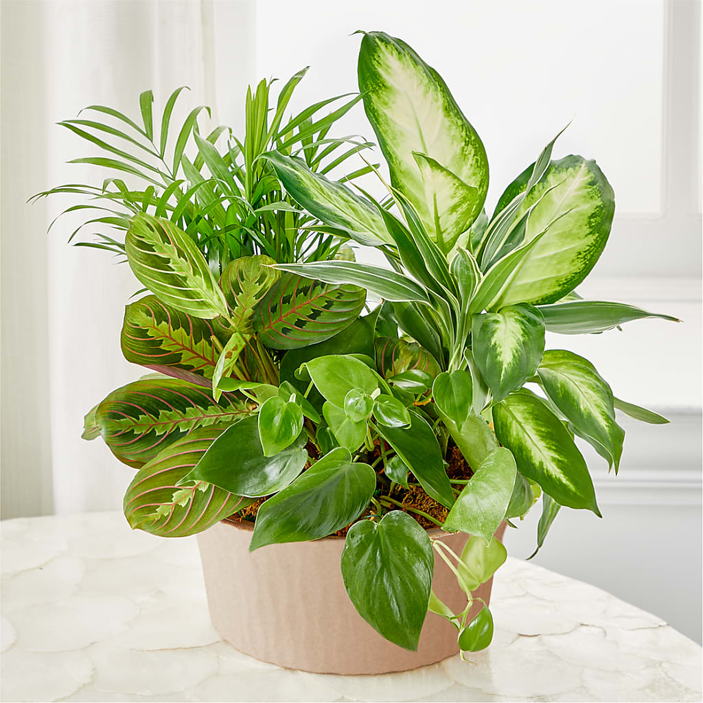 Balance & Harmony Dishgarden – Rosemary Flower Shop Inc, Wappingers Falls NY