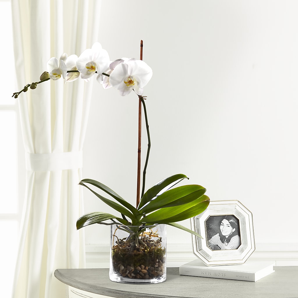 White Orchid Planter – Rosemary Flower Shop Inc, Wappingers Falls NY