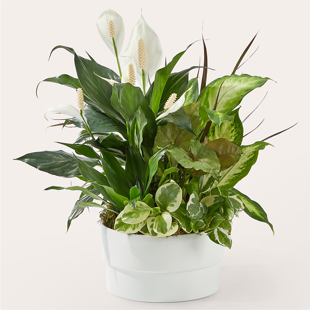 Radiating Positivity Dishgarden – Rosemary Flower Shop Inc, Wappingers Falls NY