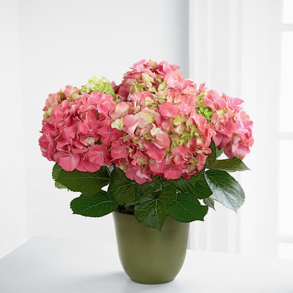 Pink Hydrangea Planter –  Rosemary Flower Shop Inc, Wappingers Falls NY