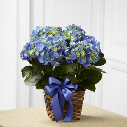 Blue Hydrangea Planter –  Rosemary Flower Shop Inc, Wappingers Falls NY