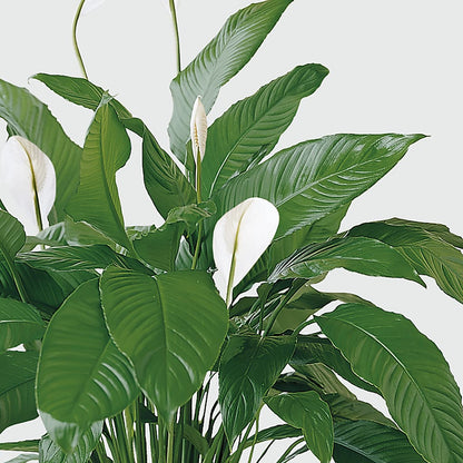 Tranquil Moments Peace Lily Plant –  Rosemary Flower Shop Inc, Wappingers Falls NY