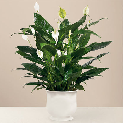 Comfort Planter –  Rosemary Flower Shop Inc, Wappingers Falls NY