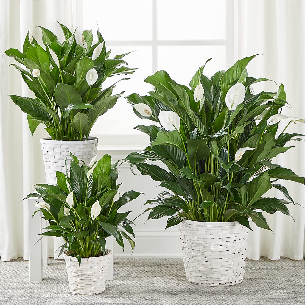 A New Leaf Peace Lily –  Rosemary Flower Shop Inc, Wappingers Falls NY