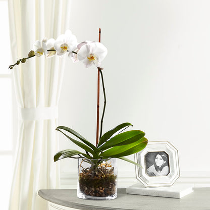 White Orchid Planter –  Rosemary Flower Shop Inc, Wappingers Falls NY