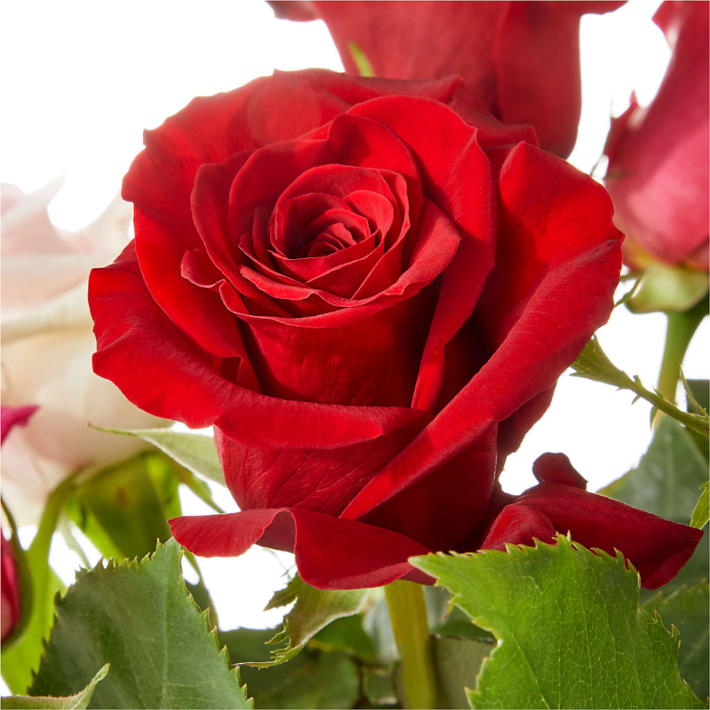 Love Notes Rose Bouquet –  Rosemary Flower Shop Inc, Wappingers Falls NY
